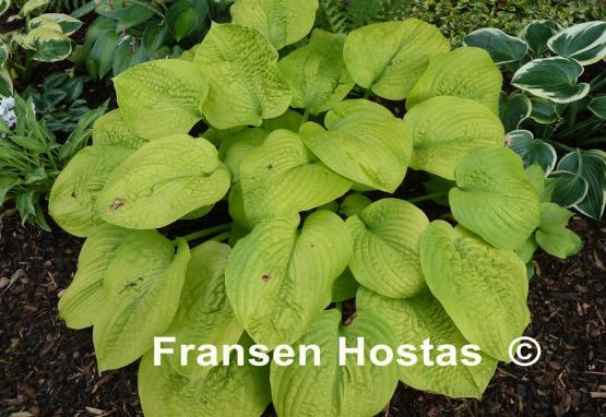 Hosta Zounds